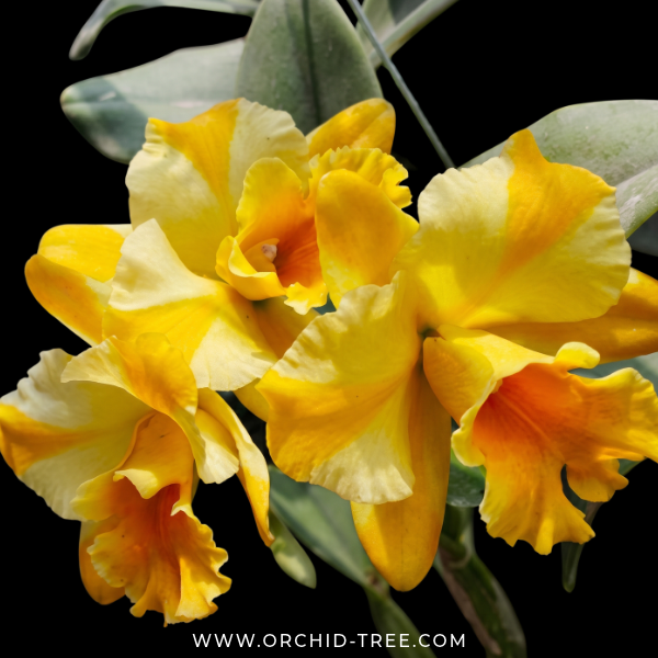 Cattleya River Kwai Bridge Orchid Plant - FF - Buy Orchids Plants Online by Orchid-Tree.com