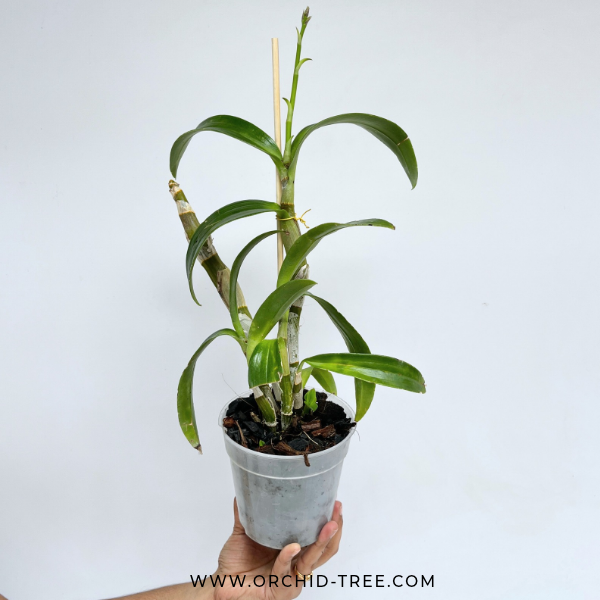 Dendrobium Rose Betty Purple Orchid Plant - FF