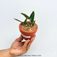 Cattleya Pry.Chief Green Sky'Peanut' Orchid Plant - MS (miniature)
