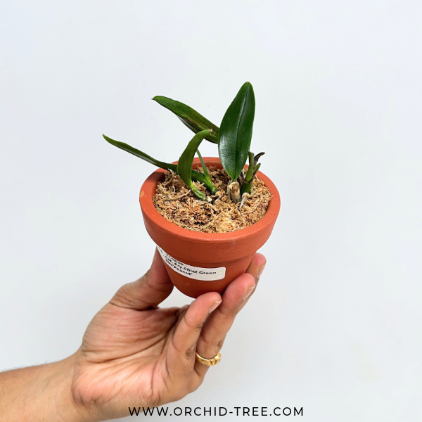 Cattleya Pry.Chief Green Sky'Peanut' Orchid Plant - MS (miniature)