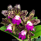Cattleya Yuan Dung Python Orchid Plant- BS - Buy Orchids Plants Online by Orchid-Tree.com