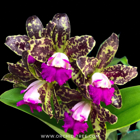 Cattleya Yuan Dung Python Orchid Plant- BS - Buy Orchids Plants Online by Orchid-Tree.com