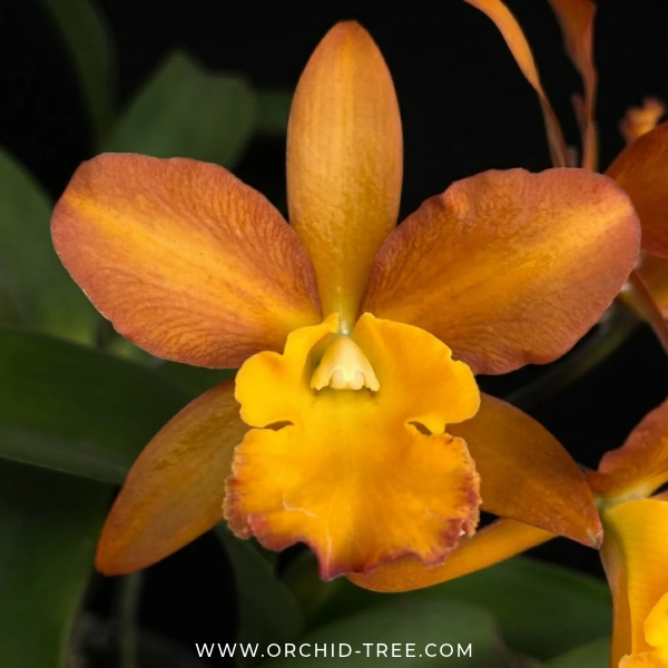 Cattleya (Rth.) Memoria Wilfred Cott Orchid Plant - FF (Large Plant)