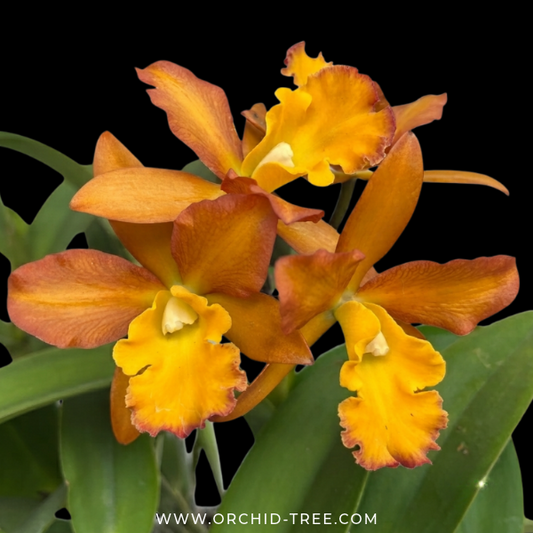 Cattleya (Rth.) Memoria Wilfred Cott Orchid Plant - FF (Large Plant)