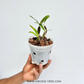 Bulbophyllum falcatum sp. Orchid Plant - BS