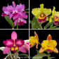 Cattleya Pack of 4 Matured Plants - BS