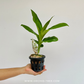 Catasetum Penang 'Dark Red' Orchid Plant - BS