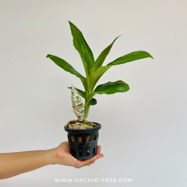 Catasetum Penang 'Dark Red' Orchid Plant - BS