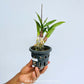 Dendrobium Mini Nemo Orchid Plant - FF