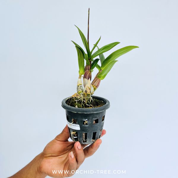 Dendrobium Mini Nemo Orchid Plant - FF