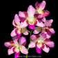 Dendrobium King Dragon Orchid plant - BS