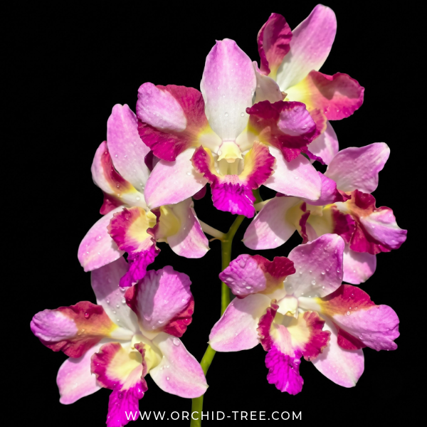 Dendrobium King Dragon Orchid plant - BS