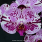 Phalaenopsis Fuller's Rabbit Orchid Plant - FF