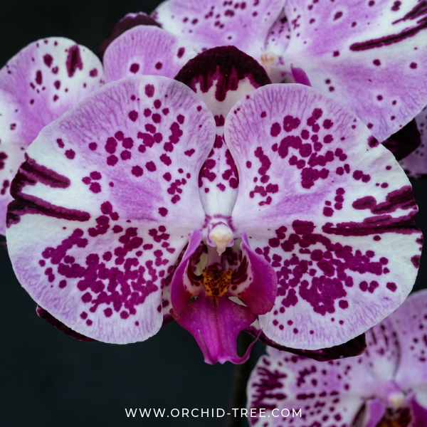 Phalaenopsis Fuller's Rabbit Orchid Plant - FF