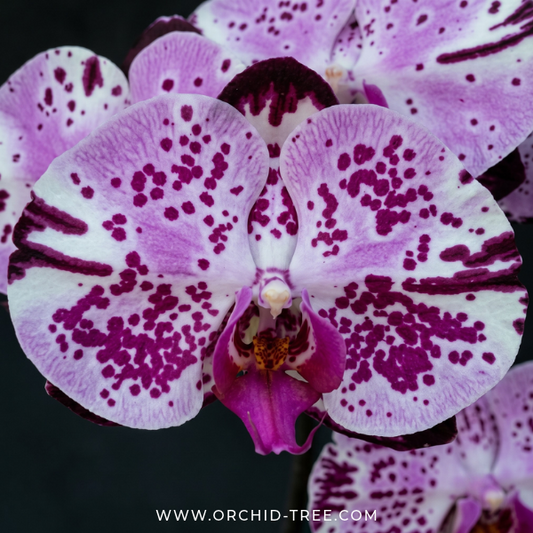Phalaenopsis Fuller's Rabbit Orchid Plant - FF