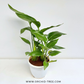 Bird of Paradise White - Buy Orchids Plants Online by Orchid-Tree.com