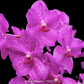 Vanda Ruby Prince X Mimi Palmer Orchid Plant - BS