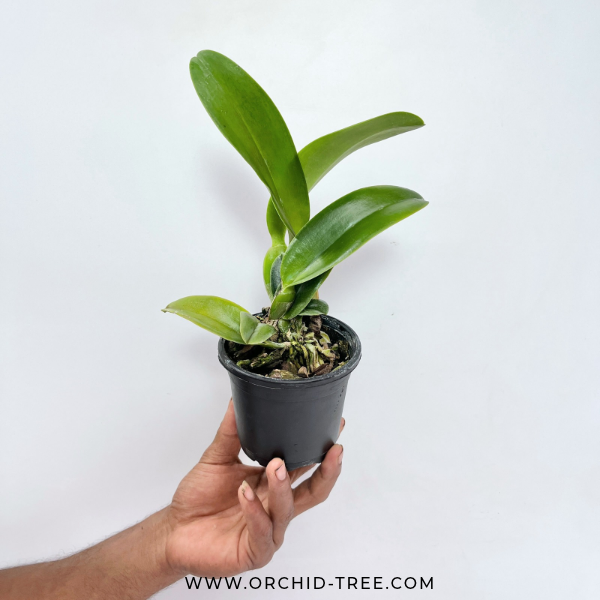 Cattleya (Rlc.) Chialin New City Orchid Plant - BS - Buy Orchids Plants Online by Orchid-Tree.com