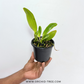 Cattleya gaskelliana Sp. Orchid Plant - NBS