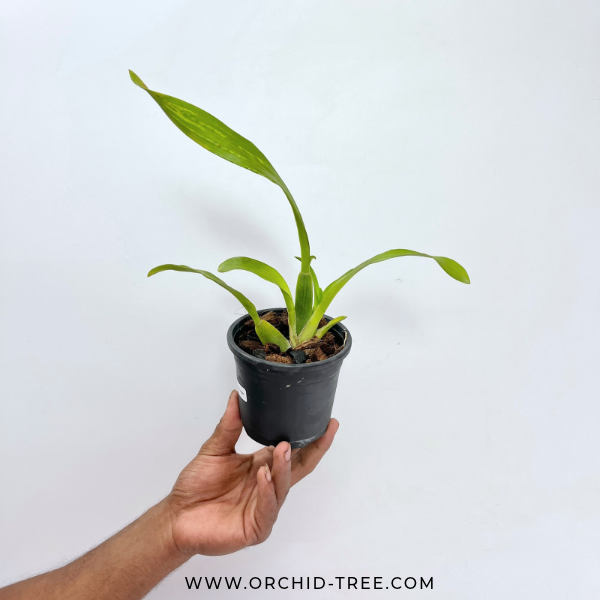 Oncidium Sweet Sugar Orchid Plant- NBS