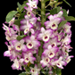 Dendrobium Nobile Candy Love 'Doki Doki' Orchid Plant - BS - Buy Orchids Plants Online by Orchid-Tree.com