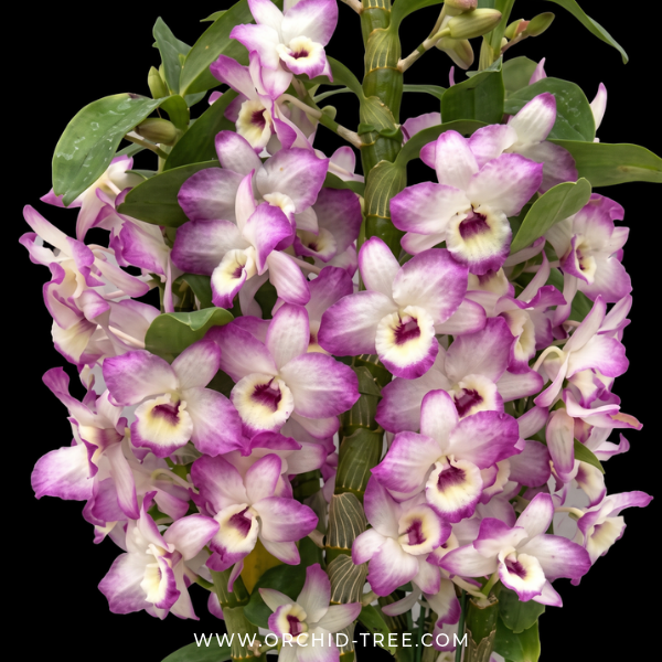 Dendrobium Nobile Candy Love 'Doki Doki' Orchid Plant - BS - Buy Orchids Plants Online by Orchid-Tree.com