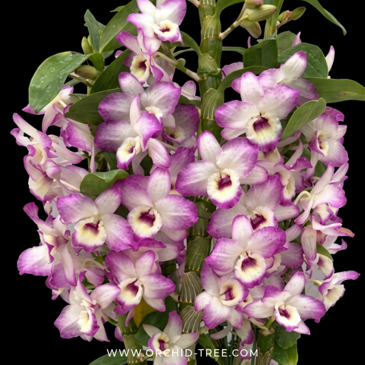Dendrobium Nobile Candy Love 'Doki Doki' Orchid Plant - BS - Buy Orchids Plants Online by Orchid-Tree.com
