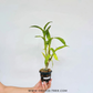Dendrobium King Dragon Orchid plant - BS
