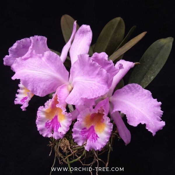 Cattleya gaskelliana Sp. Orchid Plant - BS - Buy Orchids Plants Online by Orchid-Tree.com