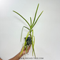 Vanda Ruby Prince X Mimi Palmer Orchid Plant - BS