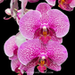 Phalaenopsis Ben Yu Lace Princess Orchid Plant - FF