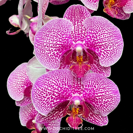 Phalaenopsis Ben Yu Lace Princess Orchid Plant - FF