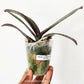Phalaenopsis Lianher Wax Fouse Orchid Plant - BS - Buy Orchids Plants Online by Orchid-Tree.com