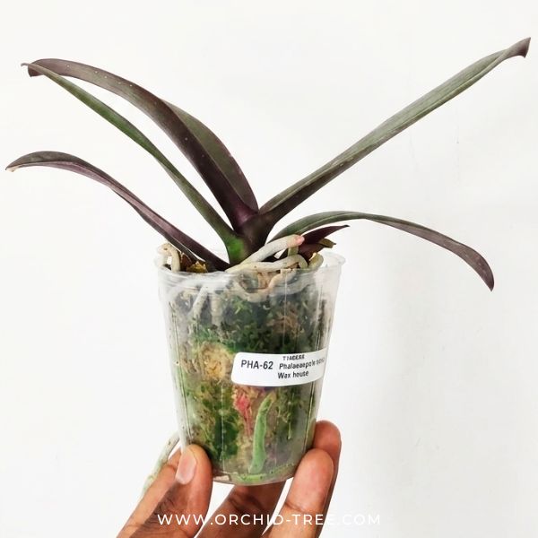 Phalaenopsis Lianher Wax Fouse Orchid Plant - BS - Buy Orchids Plants Online by Orchid-Tree.com