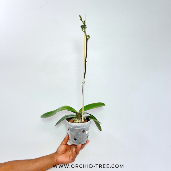 Phalaenopsis Ben Yu Lace Princess Orchid Plant - FF