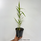 Arundina graminifolia 'Bamboo Orchid' Orchid Plant - BS