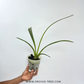 Cymbidium bicolour Sp. Orchid Plant - BS - Buy Orchids Plants Online by Orchid-Tree.com