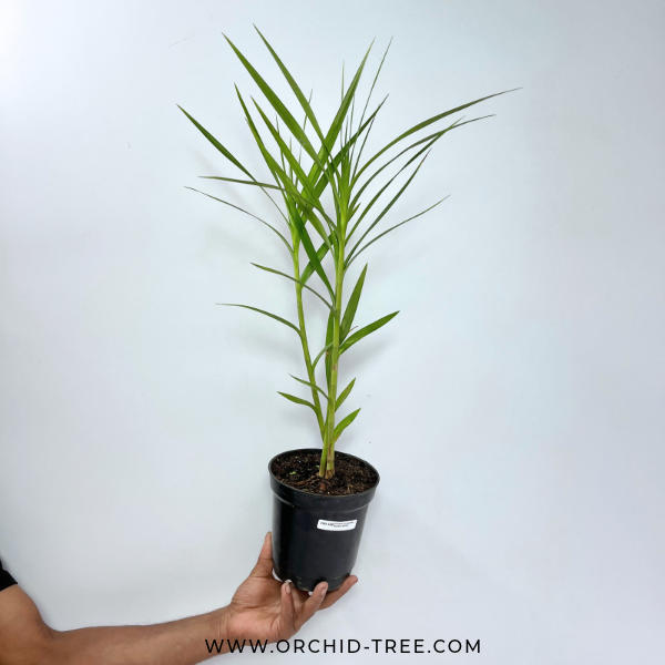 Arundina graminifolia 'Bamboo Orchid' Orchid Plant - BS