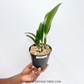 Cattleya Taiwan Firecracker 'Popcorn' Orchid Plant - BS - Buy Orchids Plants Online by Orchid-Tree.com