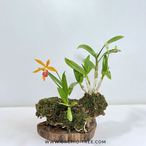 Drift Wood Mounted Display Of Orchid Plants