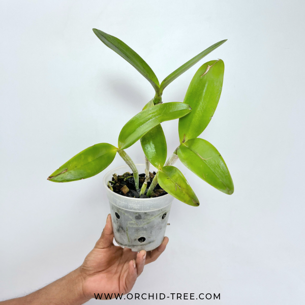 Cattlianthae Great Balls of Fire Orchid Plant - BS