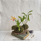 Drift Wood Mounted Display Of Orchid Plants