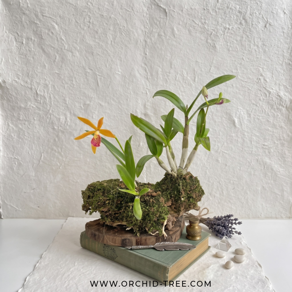 Drift Wood Mounted Display Of Orchid Plants