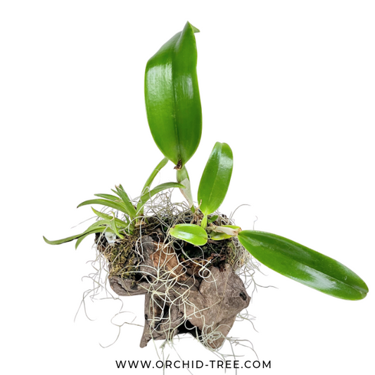 Drift Wood Mounted Display Of Orchid Plants - Buy Orchids Plants Online by Orchid-Tree.com