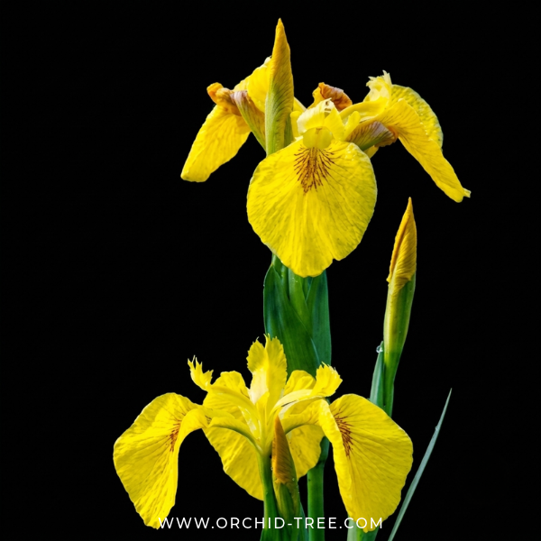 Yellow Iris
