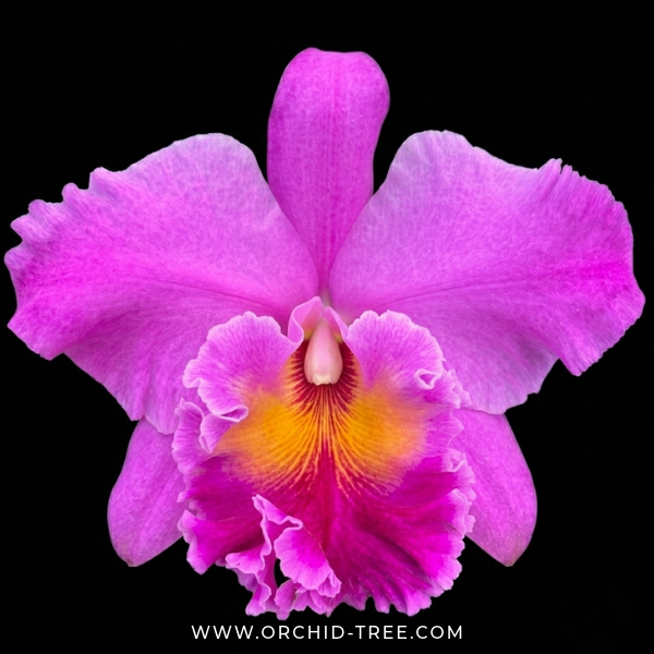 Cattleya (Lc.) Lake Cachuma "New Spring" Orchid Plant - BS - Buy Orchids Plants Online by Orchid-Tree.com