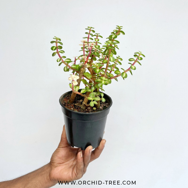 Variegated Jade Bonsai