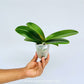 Phalaenopsis Shulong 20-30 Orchid Plant - BS