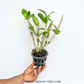 Dendrobium Red Flame Orchid Plant - BS - Buy Orchids Plants Online by Orchid-Tree.com