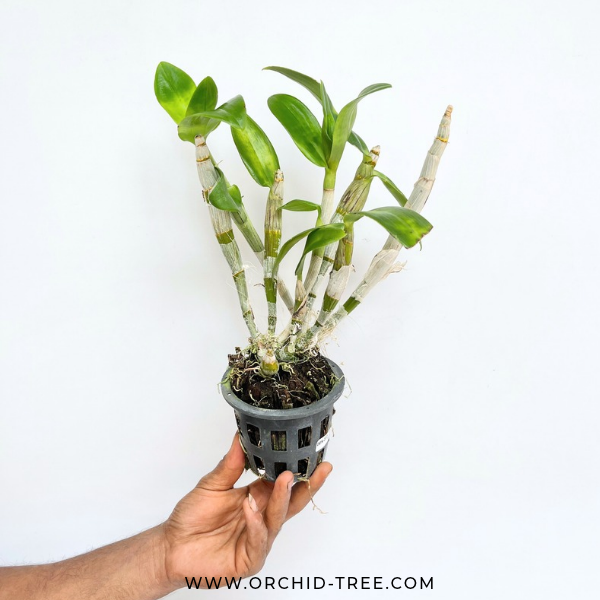 Dendrobium Red Flame Orchid Plant - BS - Buy Orchids Plants Online by Orchid-Tree.com